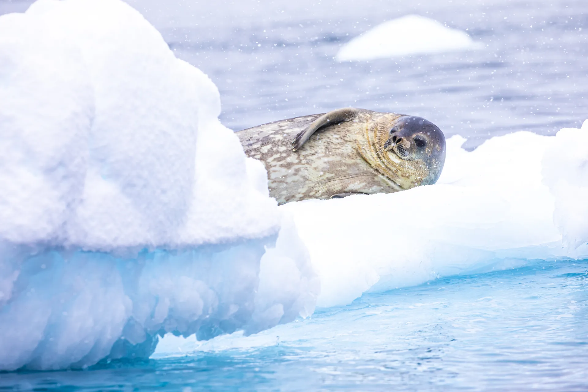 Antarctica Express Air-Cruise 2028 – Antarctica photography tour