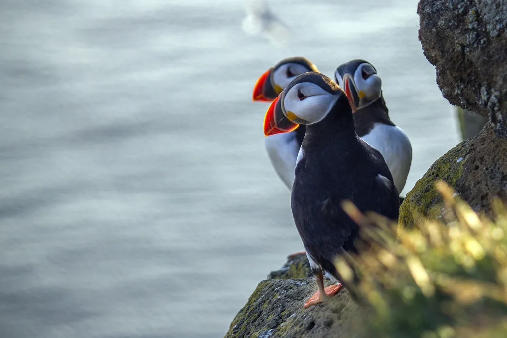 Iceland Midnight Sun Photo Tour – Iceland photography tour photo 3