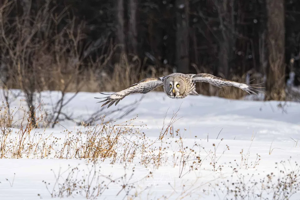 Inner Mongolia Winter Owl Photo Tour – China – China photography tour photo 2