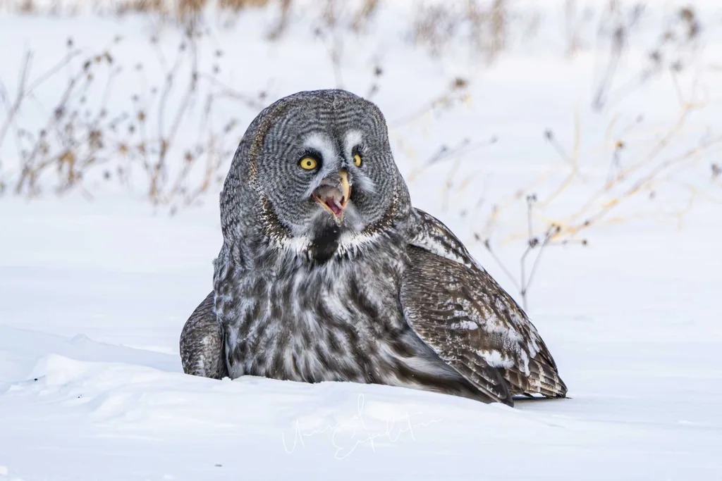 Inner Mongolia Winter Owl Photo Tour – China – China photography tour photo 3