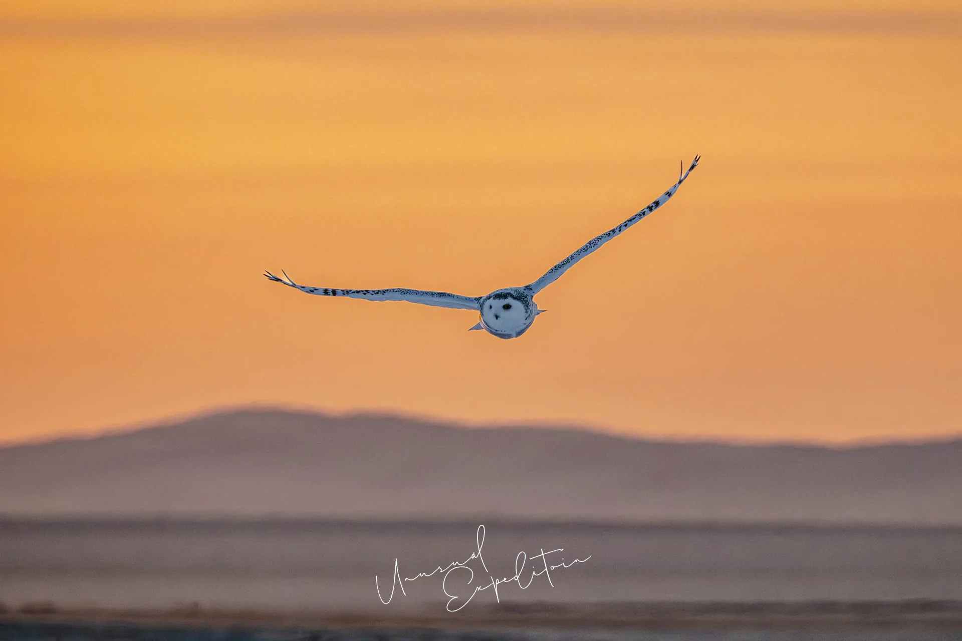 Inner Mongolia Winter Owl Photo Tour – China – China photography tour