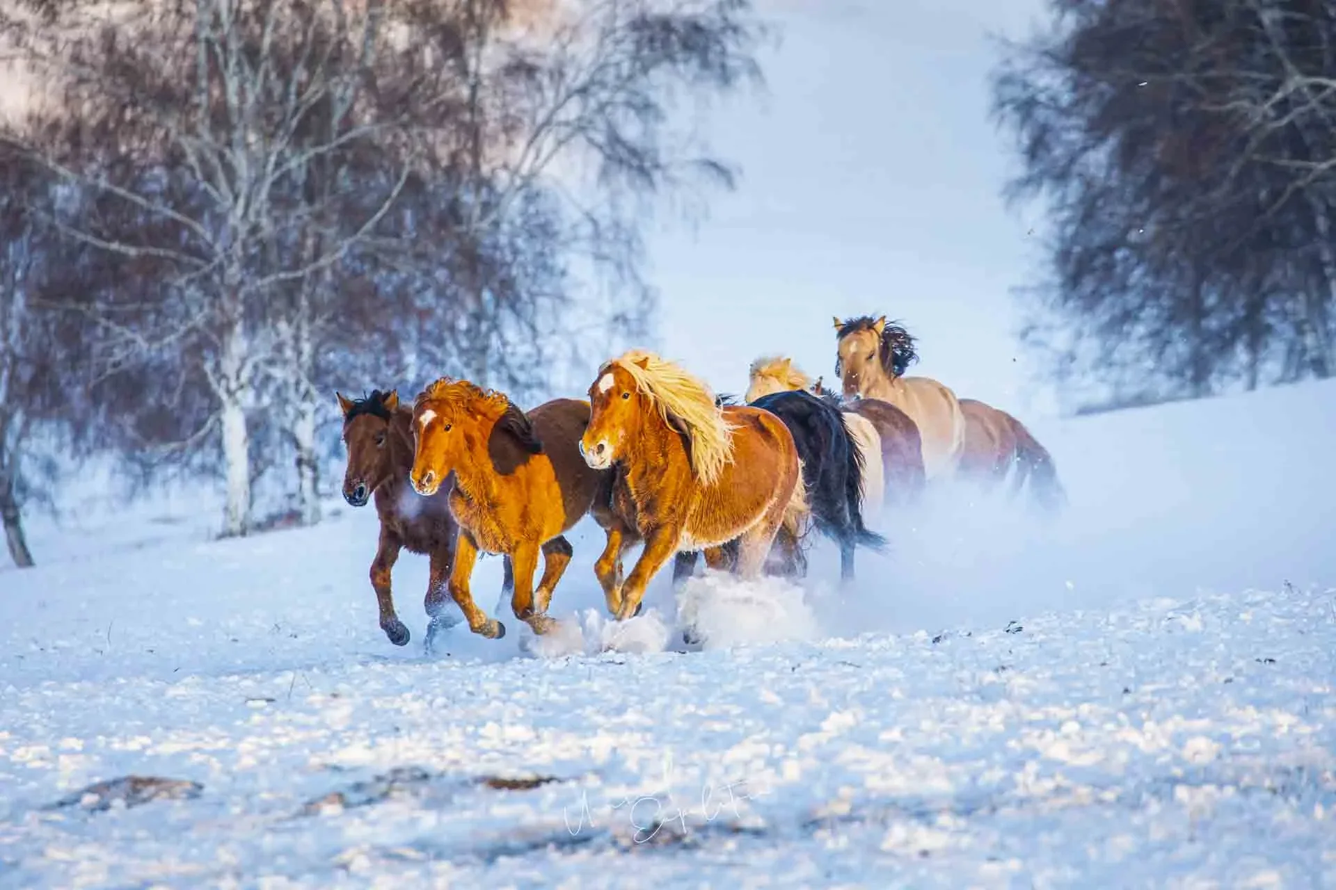Inner Mongolia Winter Photo Tour – China – China photography tour photo 1