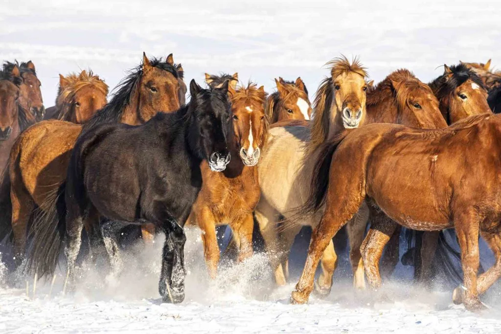 Inner Mongolia Winter Photo Tour – China – China photography tour photo 3