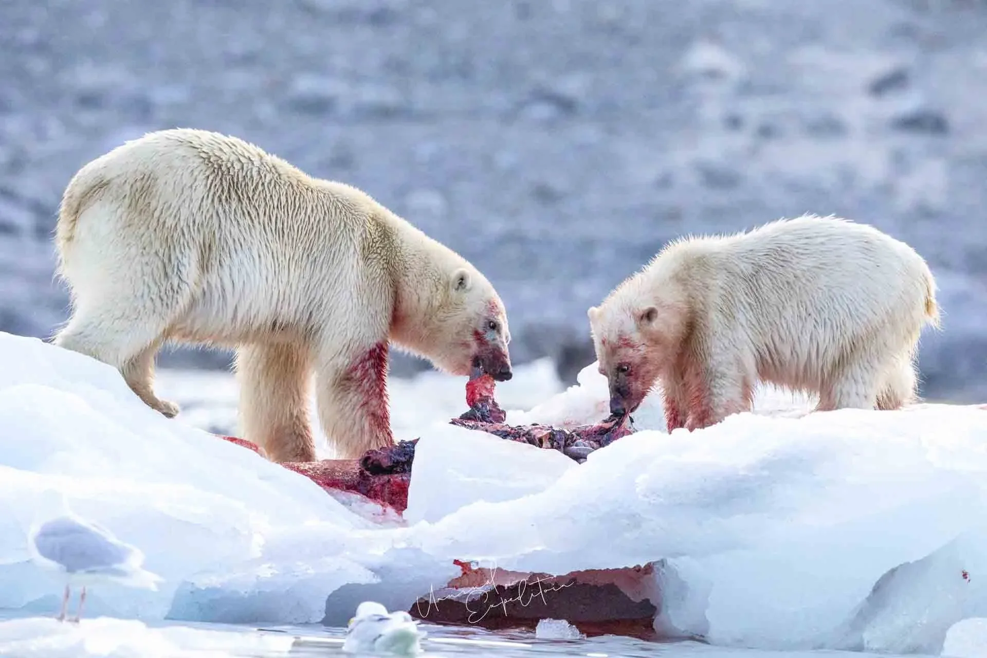 North Pole Ice Edge Expedition - Svalbard – Norway photography tour photo 1