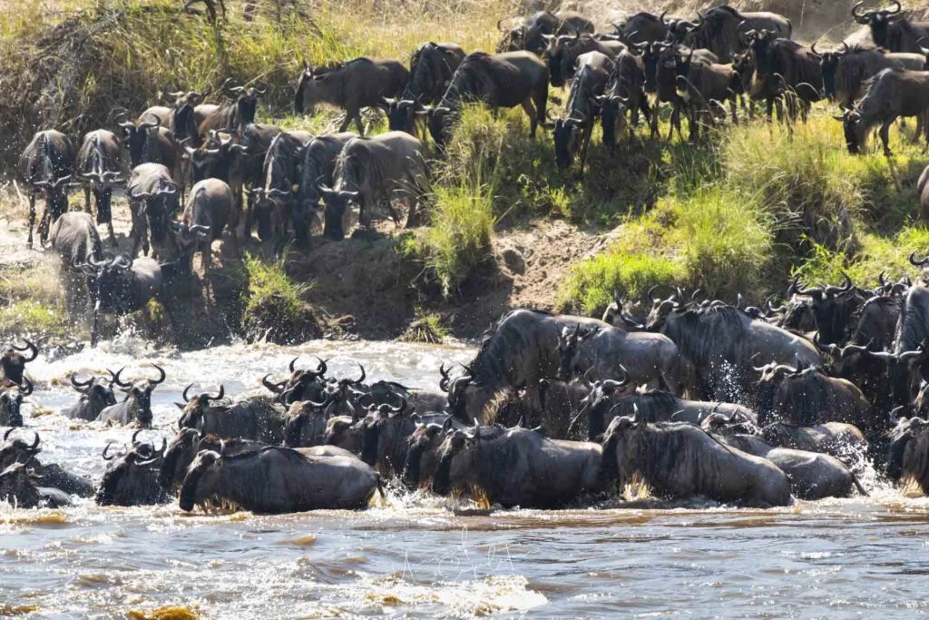 Serengeti Photo Tour – Tanzania – Tanzania photography tour photo 3